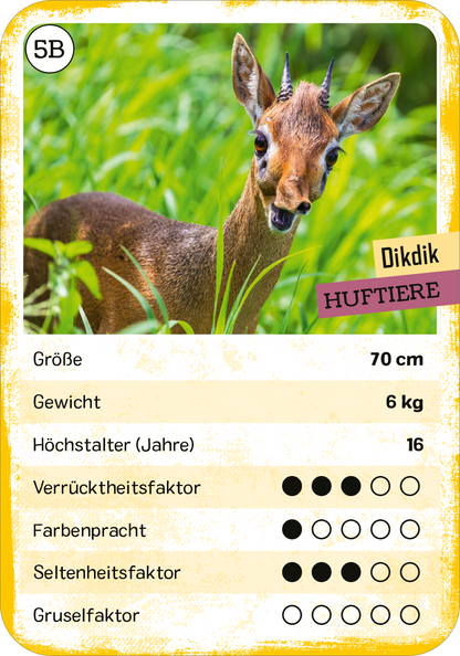Gezeigt wird eine Innen- oder Zusatzansicht von „Das verrückte Quartett“. Die Karte zeigt ein Dikdik in einer grünen Wiese, umgeben von hohem Gras. Der Hintergrund ist hellgrün und vermittelt eine frische Naturatmosphäre. Oben rechts ist der Name „Dikdik“ in gelben, modernen Buchstaben platziert, während darunter die Kategorie „Huftiere“ in einem lilafarbenen Banner erscheint. Die Typografie der Informationen zu Größe, Gewicht und Höchstalter ist übersichtlich und klar...