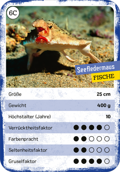 Gezeigt wird eine Innen- oder Zusatzansicht von „Das verrückte Quartett“. Die Karte zeigt einen Seefledermausfisch auf einem Unterwasserhintergrund. Der Fisch hat eine besondere Form und lebhafte Farben, die ihn aus der Umgebung abheben. Über dem Bild befindet sich der Titel „Seefledermaus“ in gelber Schrift auf blauem Grund, während die Kategorie „FISCHE“ in Weiß darunter aufgeführt ist. Die Informationsfelder sind in einfacher Schrift gehalten und zeigen Größe, Gewicht und...