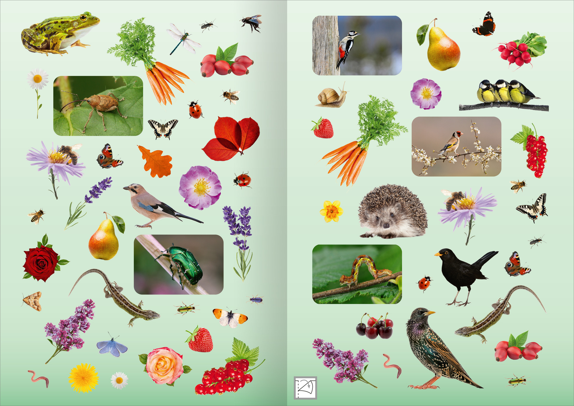 Gezeigt wird eine Innen- oder Zusatzansicht von „Naturforscher-Kids – Fotosticker Im Garten“. Die Darstellung zeigt eine Vielzahl bunter Bilder von Tieren und Pflanzen auf sanft grünem Hintergrund. Zentrale Elemente sind unter anderem Frösche, Vögel, Käfer und Blumen, die in lebhaften Farben gehalten sind. Die Typografie ist verspielt und gut lesbar, die verschiedenen Motive sind harmonisch angeordnet, was eine ansprechende und kindgerechte Optik vermittelt.