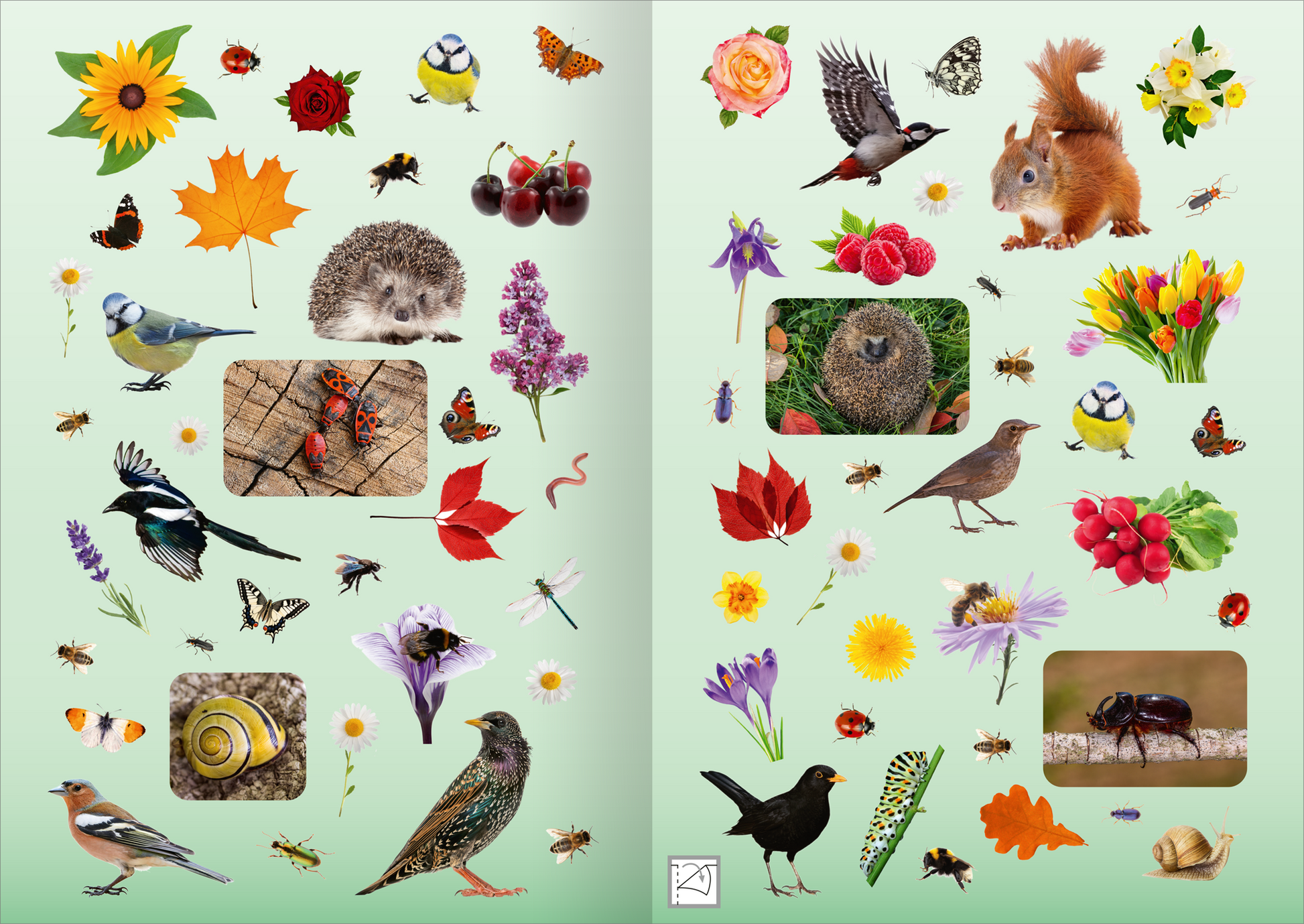 Gezeigt wird eine Innen- oder Zusatzansicht von „Naturforscher-Kids – Fotosticker Im Garten“. Die Seiten zeigen auf einem sanft grünen Hintergrund eine Vielzahl von bunten Illustrationen, darunter Blumen, Insekten und Tiere wie Vögel, Eichhörnchen und einen Igel. Die Farbpalette umfasst lebendige Gelb-, Rot- und Grüntöne. Es sind verschiedene Abbildungen in unterschiedlichen Größen angeordnet, die eine verspielte und ansprechende Komposition bilden. Die Typografie ist klar und...