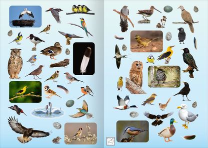 Gezeigt wird eine Innen- oder Zusatzansicht von „Naturforscher-Kids – Fotosticker Vögel“. Auf einer sanft blauen Hintergrundseite sind zahlreiche Illustrationen von Vögeln in verschiedenen Farben angeordnet. Zu sehen sind sowohl realistische Vogelbilder als auch stilisierte Darstellungen. Die Typografie ist klar und kindgerecht gestaltet, wobei die Vogelarten eventuell mit kurzen Bezeichnungen versehen sind. Die Darstellung ist bunt und ansprechend, um das Interesse von Kindern zu...