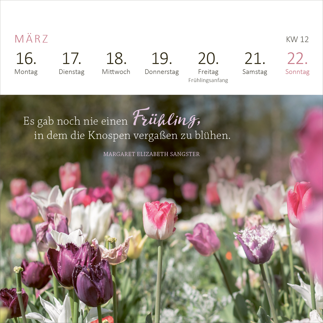 Gezeigt wird eine Innen- oder Zusatzansicht von „Mini-Wochenkalender 365 Tage Sonne im Herzen 2026“. Die Seite zeigt den Monat März mit einer farbenfrohen Anordnung von Tulpen in verschiedenen Lila- und Rosatönen. Oberhalb der Blumen sind die Tage der Woche in klarer, schwarzer Typografie angegeben, während das Zitat in einer verspielten, geschwungenen Schriftart in Lila geschrieben ist. Der Hintergrund ist weich und verschwommen, was die Blumen hervorhebt und eine fröhliche...