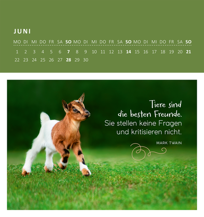 Gezeigt wird eine Innen- oder Zusatzansicht von „Wandkalender Süße Tierkinder 2026“. Die Seite zeigt einen grün hinterlegten Kalender für den Monat Juni, mit einer klaren typografischen Darstellung der Wochentage. Im unteren Bereich ist ein niedliches Zicklein zu sehen, das auf einer Wiese steht. Daneben steht in eleganter Schrift der Spruch „Tiere sind die besten Freunde. Sie stellen keine Fragen und kritisieren nicht.“ von Mark Twain. Die Farben sind sanft und harmonisch...