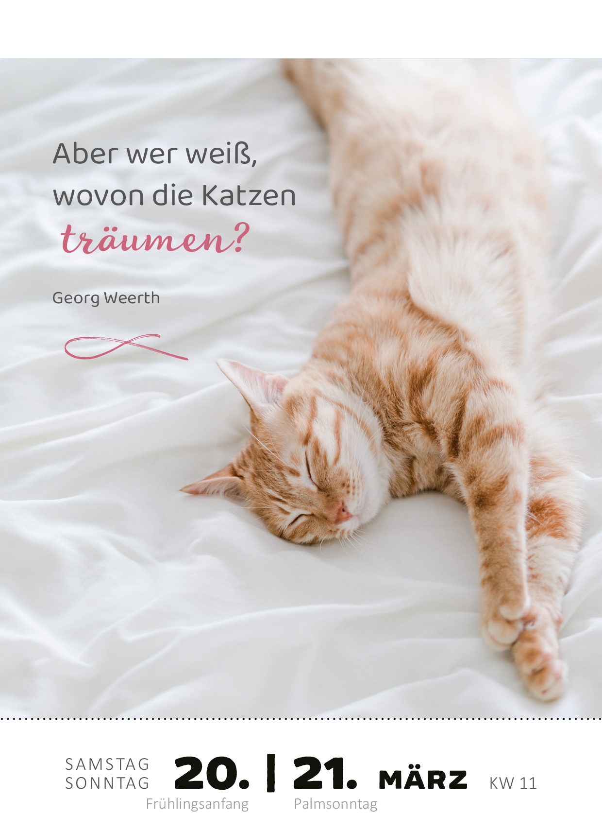 Gezeigt wird eine Innen- oder Zusatzansicht von „Abreißkalender Katzenweisheiten 2027“. Im Vordergrund ist ein gemütlich liegender, orangefarbener Kater abgebildet, der auf einer weißen Bettwäsche ruht. Über ihm steht in eleganter Schrift der Spruch: „Aber wer weiß, wovon die Katzen träumen?“ von Georg Weerth in rosa und grauer Typografie. Das Datum im unteren Bereich wird klar und übersichtlich in schwarz dargestellt, ergänzt durch die Wochentage und eine Monatsüberschrift.