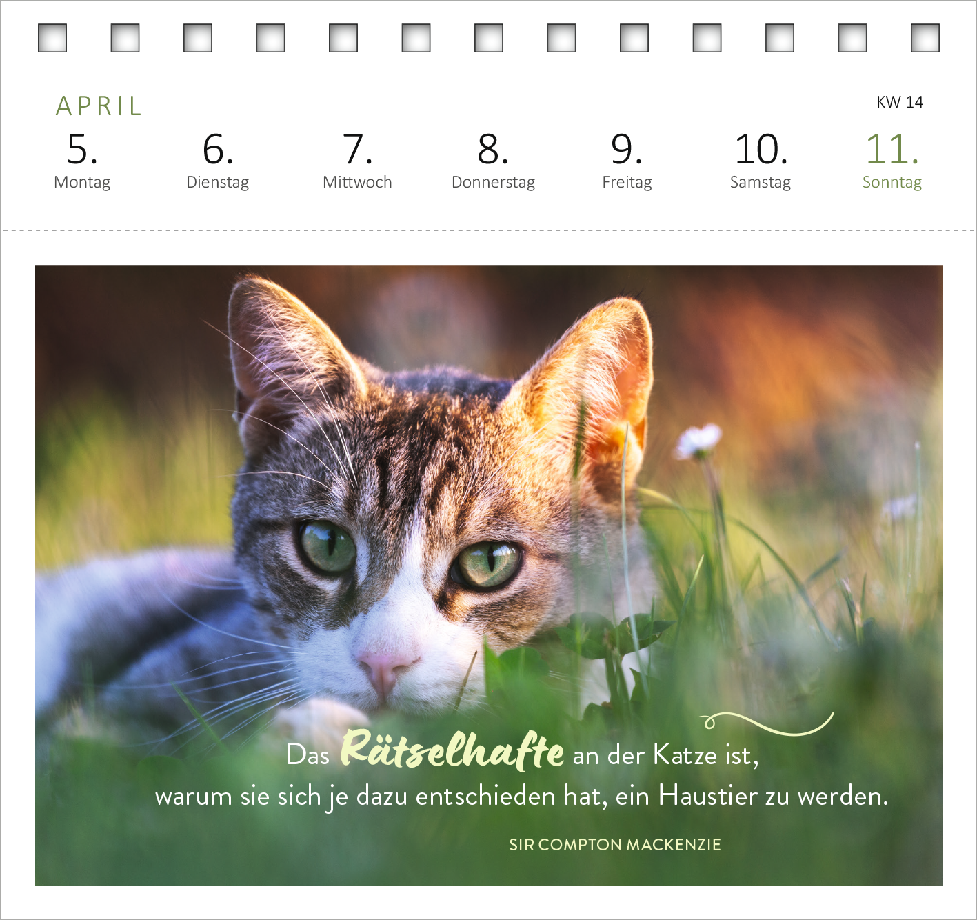 Gezeigt wird eine Innen- oder Zusatzansicht von „Postkartenkalender Katzenweisheiten 2027“. Die Darstellung zeigt eine Katze in einer Wiese, mit sanften Farben in Naturtönen. Der Blick der Katze ist aufmerksam und anmutig. Unter dem Bild befindet sich eine Weisheit in verspielter Schriftart, die den Schriftzug „Das Rätselhafte an der Katze ist…“ enthält, gefolgt von dem Namen des Autors. Der obere Bereich ist klar strukturiert mit Wochentagen und Kalenderwoche.