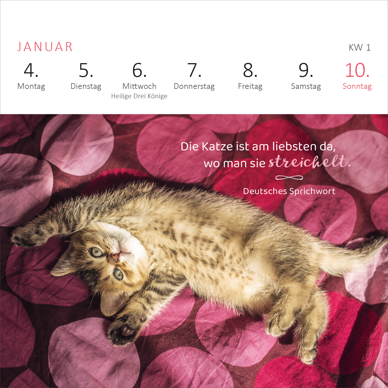 Gezeigt wird eine Innen- oder Zusatzansicht von „Mini-Wochenkalender Katzenweisheiten 2027“. Die Seite zeigt ein verspieltes Kätzchen auf einer rot-lila gepunkteten Decke. Darunter befindet sich die handschriftlich gestaltete Weisheit: „Die Katze ist am liebsten da, wo man sie streichelt.“ in einer eleganten Schriftart. Die Wochentage sind klar strukturiert in roter Schrift oben angeordnet, während der ganze Kalender eine warme, einladende Atmosphäre ausstrahlt.