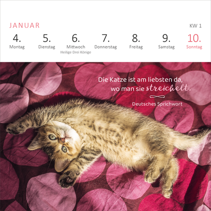 Gezeigt wird eine Innen- oder Zusatzansicht von „Mini-Wochenkalender Katzenweisheiten 2027“. Die Seite zeigt ein verspieltes Kätzchen auf einer rot-lila gepunkteten Decke. Darunter befindet sich die handschriftlich gestaltete Weisheit: „Die Katze ist am liebsten da, wo man sie streichelt.“ in einer eleganten Schriftart. Die Wochentage sind klar strukturiert in roter Schrift oben angeordnet, während der ganze Kalender eine warme, einladende Atmosphäre ausstrahlt.