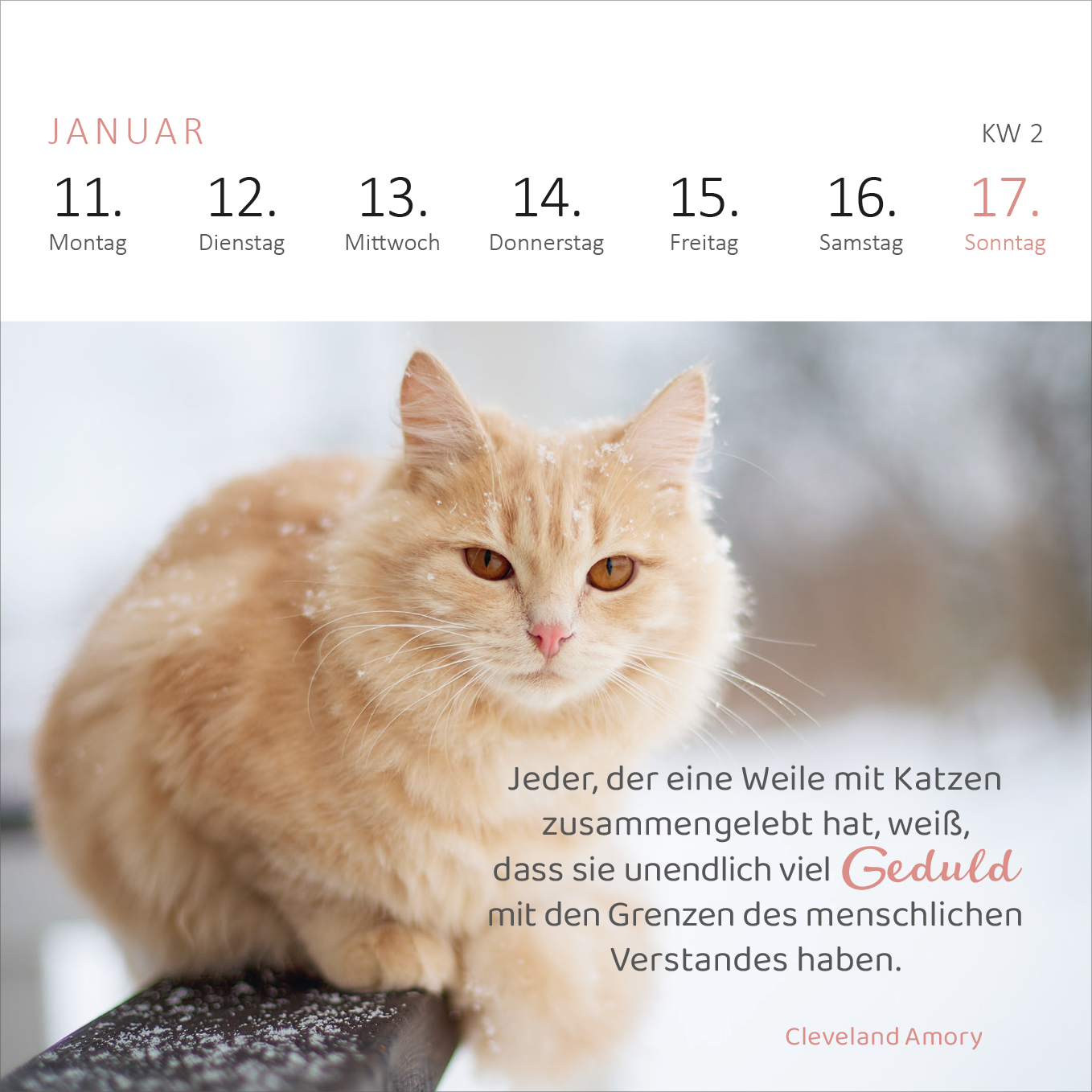 Gezeigt wird eine Innen- oder Zusatzansicht von „Mini-Wochenkalender Katzenweisheiten 2027“. Die Ansicht enthält eine charmante Fotografie einer orangefarbenen Katze im Schnee. Oberhalb der Katze befinden sich die Datumseinträge für die Woche, in einer klaren, modernen Sans-Serif-Schrift. Der Text des Zitats wird in einer freundlichen Serifenschrift dargestellt, wobei das Wort „Geduld“ in pink hervorgehoben ist. Der gesamte Hintergrund ist hell und sorgt für eine harmonische...