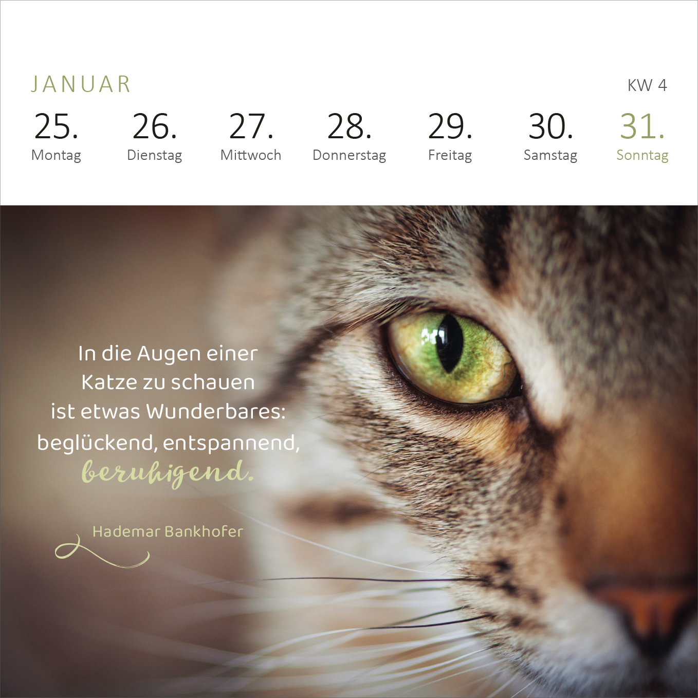 Gezeigt wird eine Innen- oder Zusatzansicht von „Mini-Wochenkalender Katzenweisheiten 2027“. Die Ansicht zeigt eine nahe Einstellung eines Katzenauges auf einem sanften, unscharfen Hintergrund. Darüber steht in eleganter Schrift der Text: „In die Augen einer Katze zu schauen ist etwas Wunderbares: beglückend, entspannend, beruhigend.“ Die Schriftfarbe ist sanft und harmoniert mit dem Gesamtbild, während der obere Bereich die Wochentage in klarer, gut lesbarer Typografie anzeigt.