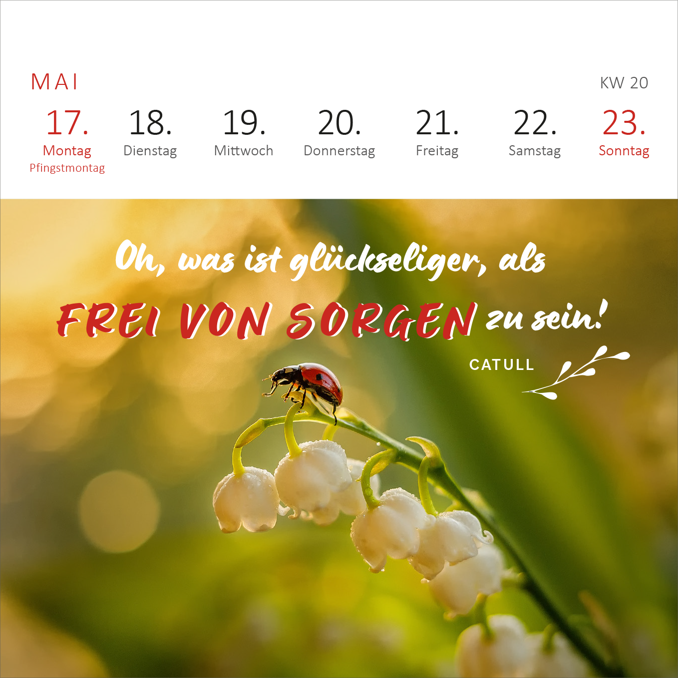 Gezeigt wird eine Innen- oder Zusatzansicht von „Mini-Wochenkalender 365 Tage Sonne im Herzen 2027“. Der Kalender zeigt eine florale Gestaltung mit einem Schmetterling und Maiglöckchen vor einem sanften, grünen Hintergrund. Die Oberseite enthält die Wochentage in klarer, schwarzer Typografie, während das Zitat von Catull in einer künstlerischen Mischung aus geschwungener und fetter Schrift, rot und weiß, hervorgehoben wird. Die Gestaltung vermittelt eine fröhliche, optimistische...