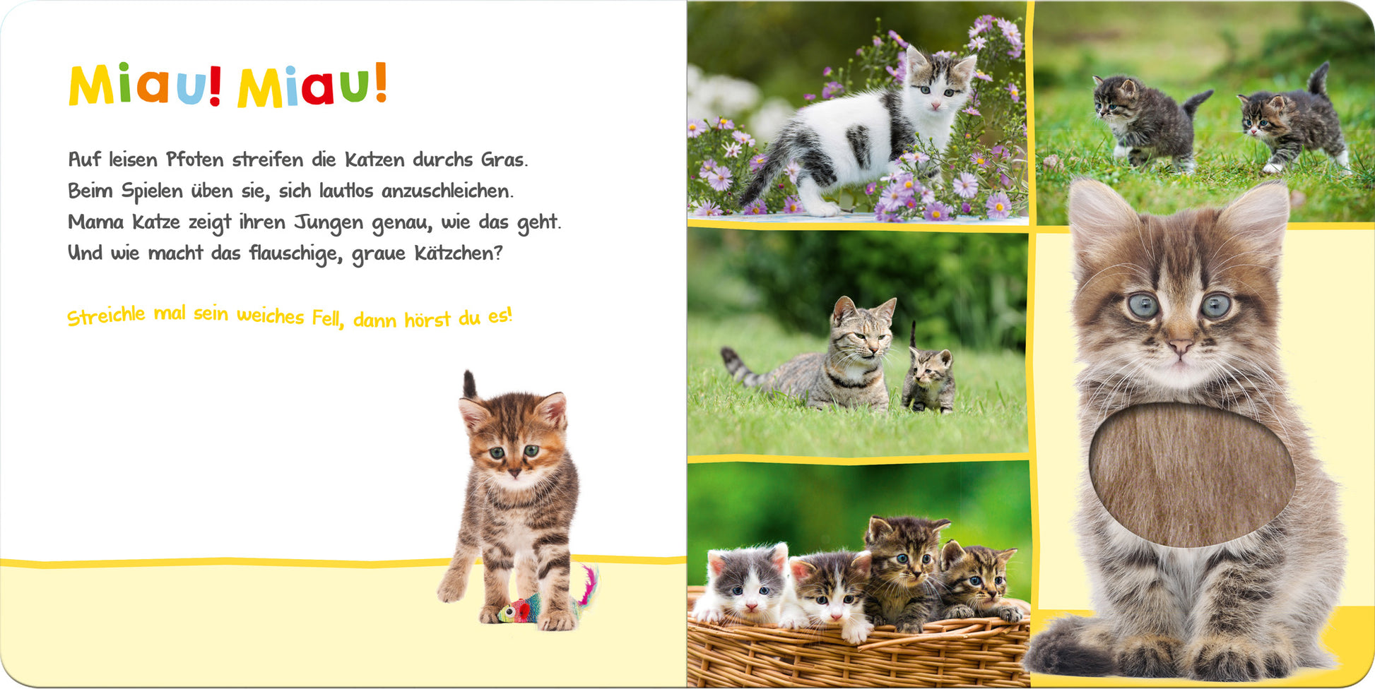 Innenseite des Buches „Hör mal rein, wer kann das sein? - Lieblingstiere“. Links steht der Text „Miau! Miau!“ in bunten Buchstaben auf hellgelbem Hintergrund. Illustrationen zeigen kätzische Szenen: eine gestreifte Katze mit einem Spielzeug, zwei kleine Kätzchen in einer Blumenwiese, und eine Gruppe von Katzen in einem Korb. Der rechte Bereich zeigt eine große, graue Katze mit einem Loch in der Mitte. Farben: Gelb, Weiß, Grau, Braun und Grün dominieren das Design.