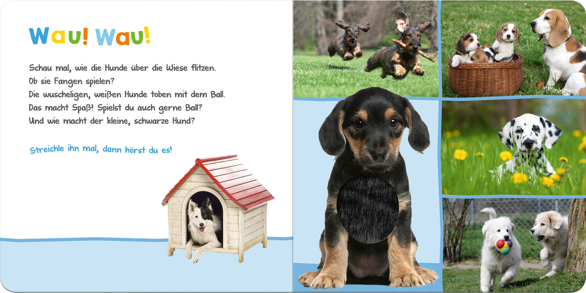 Auf der Innenseite des Buches „Hör mal rein, wer kann das sein? - Lieblingstiere“ wird ein spielender Hund abgebildet, der vor einer Hundehütte sitzt. Links steht der fröhliche Text „Wau! Wau!“, der die Aktionen der Hunde beschreibt. Neben Bildern von verschiedenen Hunden: ein kleiner, brauner, ein Dackel, ein Dalmatiner und ein weiterer Hund mit einem Ball. Die Farben sind lebhaft, mit einem dominierenden Blau und grünen Wiesen im Hintergrund.