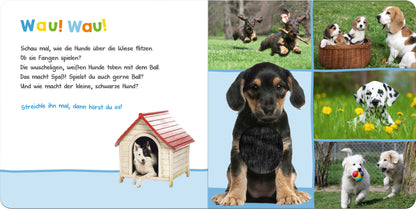 Auf der Innenseite des Buches „Hör mal rein, wer kann das sein? - Lieblingstiere“ wird ein spielender Hund abgebildet, der vor einer Hundehütte sitzt. Links steht der fröhliche Text „Wau! Wau!“, der die Aktionen der Hunde beschreibt. Neben Bildern von verschiedenen Hunden: ein kleiner, brauner, ein Dackel, ein Dalmatiner und ein weiterer Hund mit einem Ball. Die Farben sind lebhaft, mit einem dominierenden Blau und grünen Wiesen im Hintergrund.
