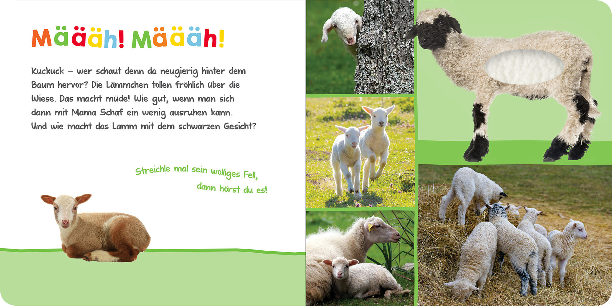 Gezeigt wird eine Innen- oder Zusatzansicht von „Hör mal rein, wer kann das sein? – Im Frühling“. Auf der linken Seite steht die farbenfrohe Überschrift „Määäh! Määäh!“ in grüner Schrift. Darunter ist ein niedliches Lamm abgebildet, das auf einem hellgrünen Streifen liegt. Die rechte Seite zeigt mehrere Bilder von Schafen in verschiedenen Posen: einige grasen, andere spielen. Die farbenfrohe Gestaltung und die verspielte Typografie fördern die Ansprache und Interaktivität.