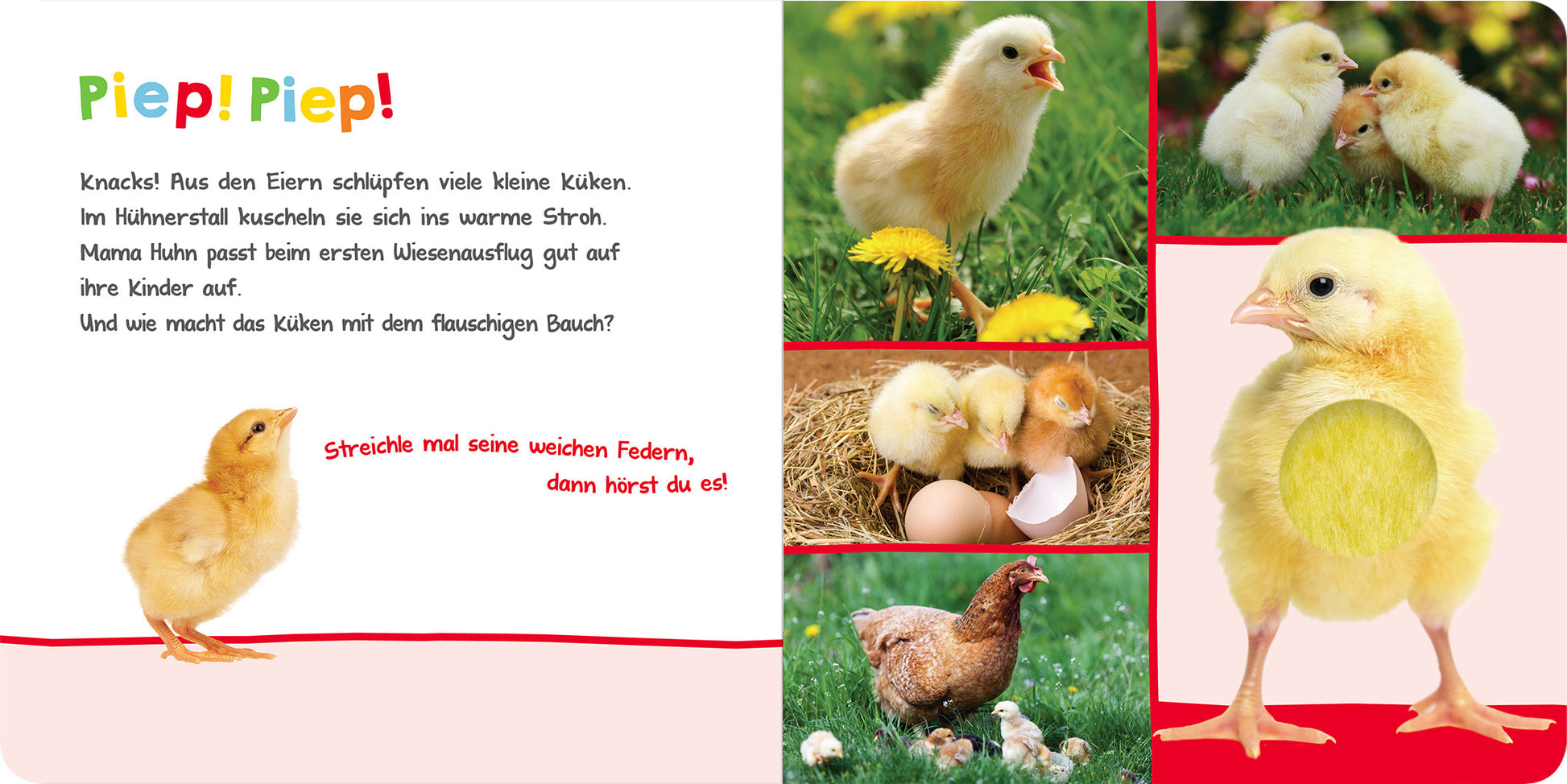 Gezeigt wird eine Innen- oder Zusatzansicht von „Hör mal rein, wer kann das sein? – Im Frühling“. Die Seite enthält eine lebendige, farbenfrohe Gestaltung mit einem Hintergrund in sanften Pastelltönen. Links steht der Titel „Piep! Piep!“ in hellem Rot, umgeben von Text über das Schlüpfen von Küken. Auf der rechten Seite sind mehrere Fotos von Küken in verschiedenen Szenen, die die Neugierde und den Frühling symbolisieren, zu sehen. Die Schrift ist klar und gut lesbar.