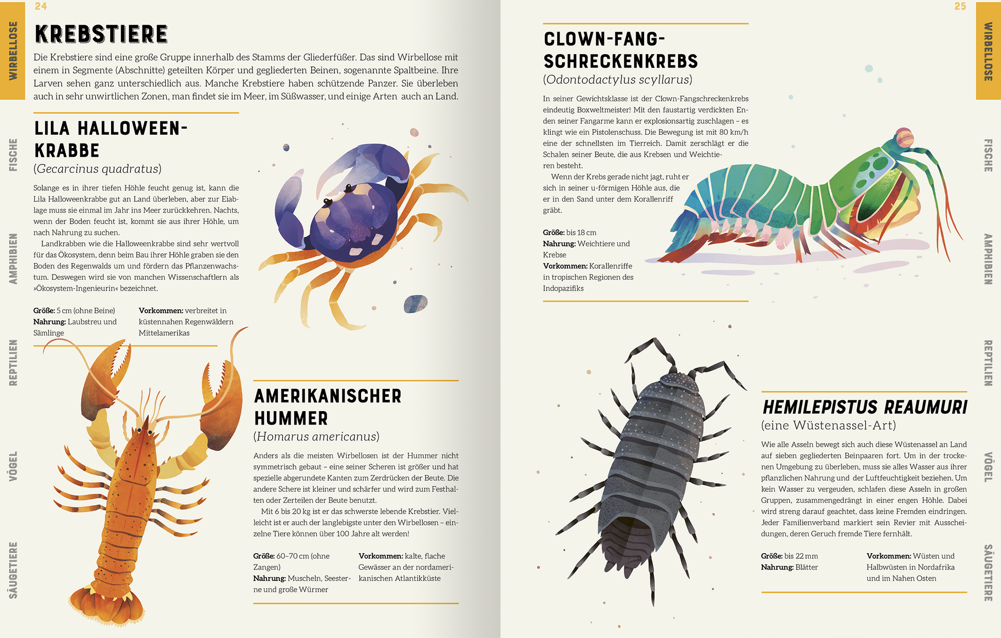 Gezeigt wird eine Innen- oder Zusatzansicht von „Das große Lexikon der Tiere“. Die Seite präsentiert Informationen zu verschiedenen Krebstieren, illustriert durch bunte, detaillierte Zeichnungen. Links wird eine lila Halloween-Krabbe dargestellt, umgeben von einem klaren, leicht lesbaren Text in Schwarz, der wissenschaftliche Namen und Lebensräume beschreibt. Rechts sind ein amerikanischer Hummer und ein Clown-Fang-Schreckenkrebs abgebildet. Der Hintergrund ist hell und harmonisch, was...