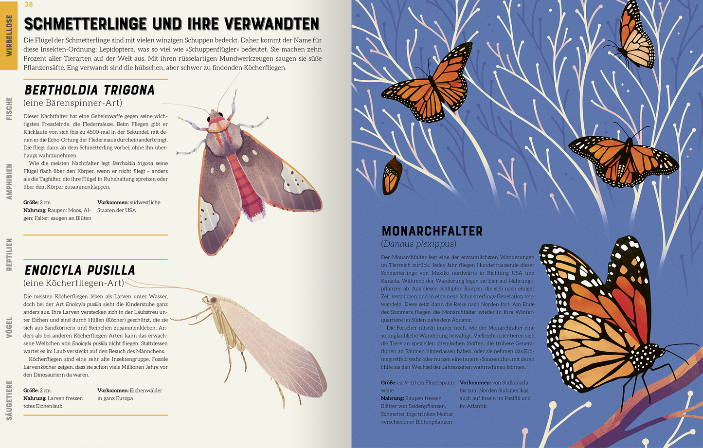 Gezeigt wird eine Innen- oder Zusatzansicht von „Das große Lexikon der Tiere“. Die Seite enthält zwei Illustrationen von Schmetterlingen. Links ist der „Bertholdia trigona“ mit rosa und grauen Farbtönen dargestellt, umgeben von informativen Texten in einer klaren, serifenlosen Schrift. Rechts zeigt die Darstellung den „Monarchfalter“ auf einem blauen Hintergrund mit oranger, schwarzer und weißer Färbung. Die Schrift ist ebenfalls serifenlos und gut lesbar, mit wichtigen...