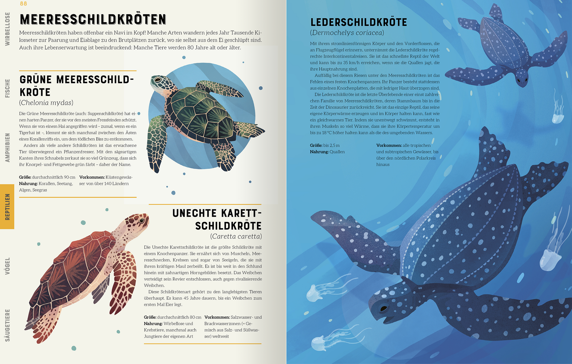 Gezeigt wird eine Innen- oder Zusatzansicht von „Das große Lexikon der Tiere“. Die Seite präsentiert zwei Schildkrötenarten, die auf einem farbenfrohen, aquatischen Hintergrund schwimmen. Links ist die „Grüne Meeresschildkröte“ abgebildet, deren detaillierte Zeichnung in satten Grüntönen leuchtet. Rechts erscheint die „Lederschildkröte“ in Blau- und Grautönen. Unter den Illustrationen befinden sich informierende Texte in klarer, gut lesbarer Schrift mit markanten...