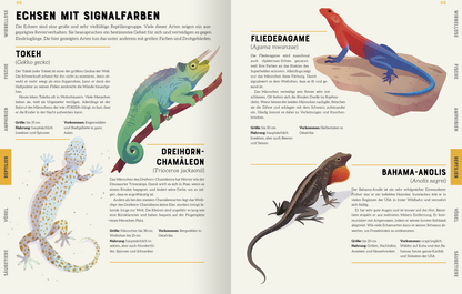 Gezeigt wird eine Innen- oder Zusatzansicht von „Das große Lexikon der Tiere“. Die Seite präsentiert verschiedene Echsenarten mit Illustrationen in lebendigen Farben. Auf der linken Seite sind der Tokek und das Dreihorn-Chamäleon abgebildet, jeweils mit detaillierten Beschreibungen darunter. Rechts sind Fliederagame und Bahama-Anolis dargestellt. Die Typografie ist klar und gut lesbar, mit Überschriften in einer auffälligen Schriftart, ergänzt durch informative Textblöcke in...