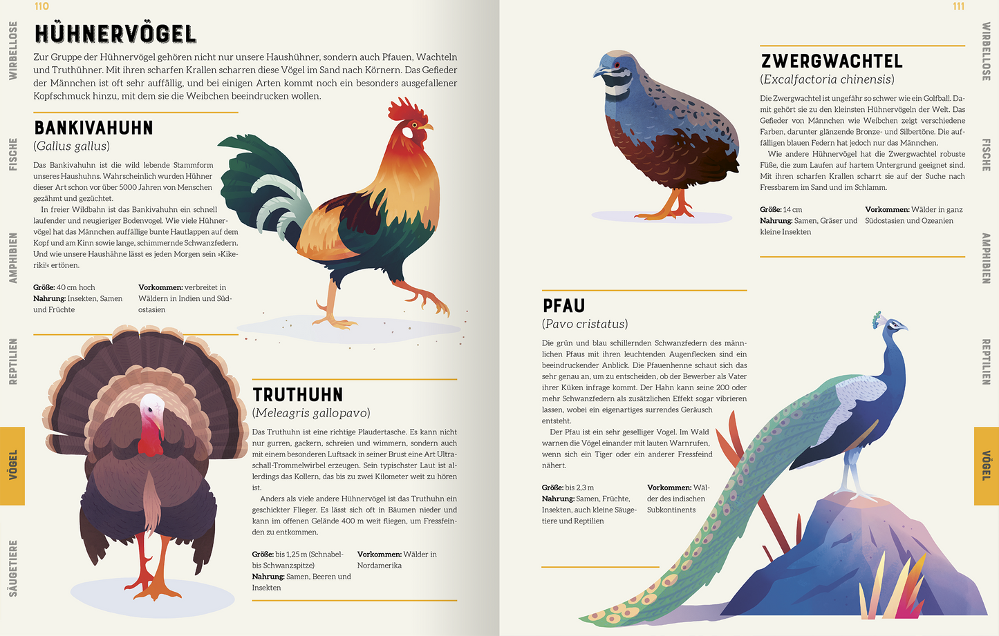 Gezeigt wird eine Innen- oder Zusatzansicht von „Das große Lexikon der Tiere“. Die Seite zeigt eine zwei-spaltige Anordnung von Tierillustrationen und Informationen. Die linksseitige Darstellung umfasst fünf Hühnerarten, wie den Bankivahuhn und Truthuhn, mit lebendigen Farben in Rot, Gelb und Grün. Rechts sind weitere Vögel, darunter der Zwergwachtel und der Pfau, abgebildet. Die Typografie ist klar und übersichtlich, mit informativen Beschreibungen in gut lesbarem Schwarz auf hellen...