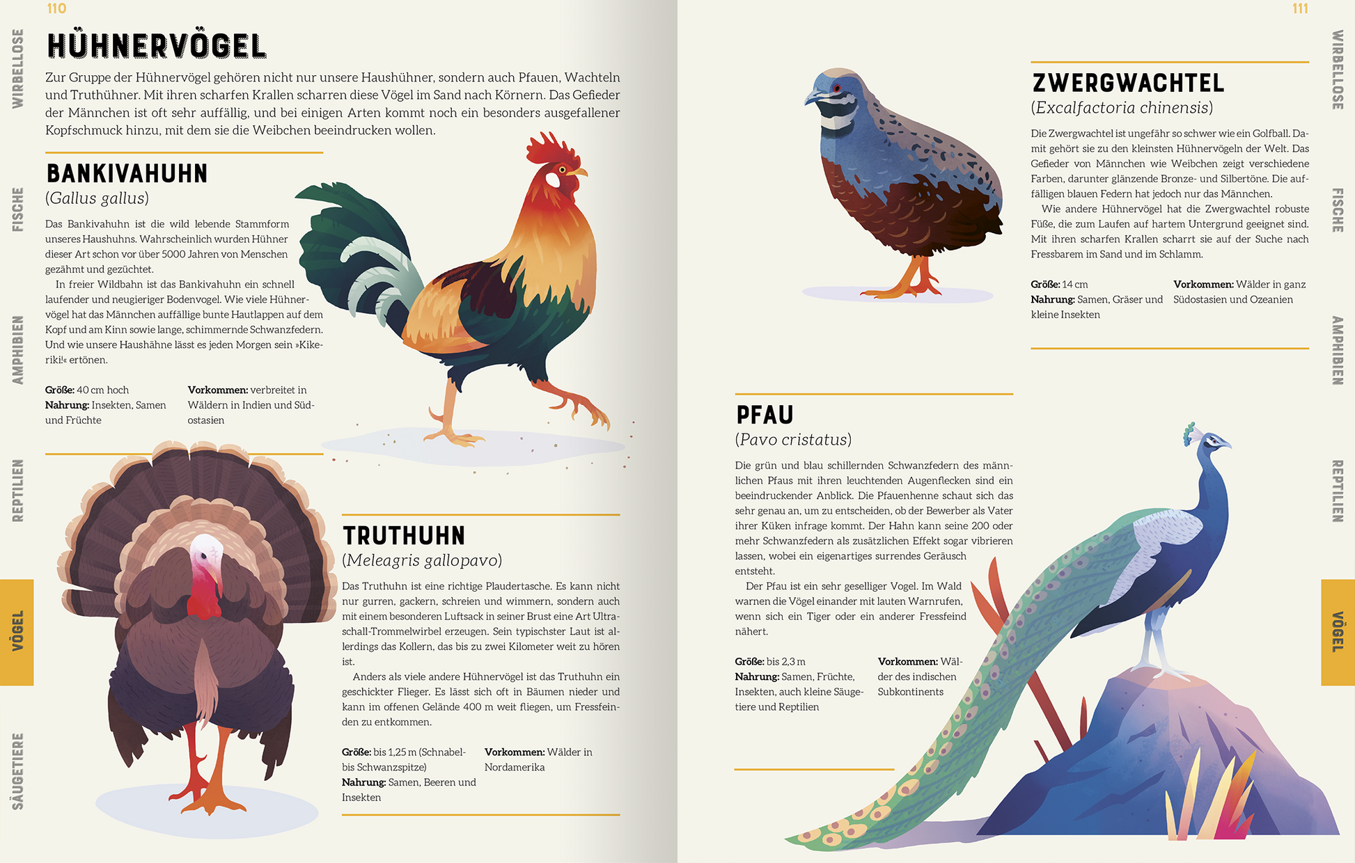 Gezeigt wird eine Innen- oder Zusatzansicht von „Das große Lexikon der Tiere“. Die Seite zeigt eine zwei-spaltige Anordnung von Tierillustrationen und Informationen. Die linksseitige Darstellung umfasst fünf Hühnerarten, wie den Bankivahuhn und Truthuhn, mit lebendigen Farben in Rot, Gelb und Grün. Rechts sind weitere Vögel, darunter der Zwergwachtel und der Pfau, abgebildet. Die Typografie ist klar und übersichtlich, mit informativen Beschreibungen in gut lesbarem Schwarz auf hellen...