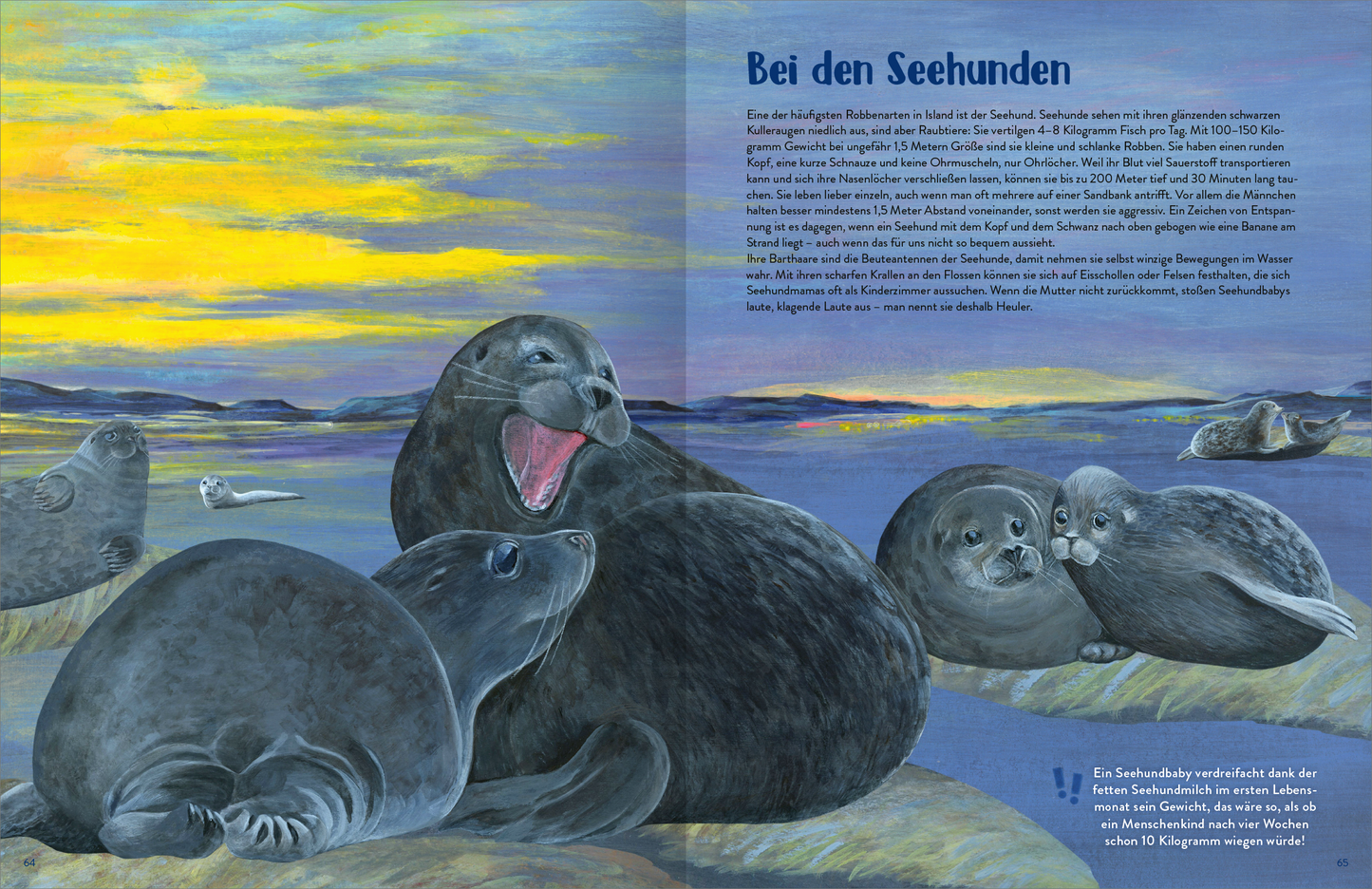 Gezeigt wird eine Innen- oder Zusatzansicht von „Island“. Die Darstellung zeigt mehrere Seehunde, die auf einem sandigen Strand liegen. Das Hauptmotiv zeigt einen großen Seehund, der gähnt, während andere kleine Seehunde in verschiedenen Positionen um ihn herum angeordnet sind. Die Farbpalette umfasst sanfte Blautöne und Erdtöne, die mit einem warmen, goldenen Sonnenuntergang harmonieren. Der Textbereich am oberen Rand ist in einer klaren, gut lesbaren Schriftart gestaltet und hebt das...