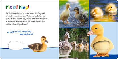 Gezeigt wird eine Innen- oder Zusatzansicht von „Hör mal rein, wer kann das sein? – Tierkinder im Frühling“. Die Seite zeigt eine bunte Illustration mit einer Entenfamilie am Teich. Links ist der Text „Piep! Piep!“ in großer, freundlicher Schrift, daneben sind verschiedene Entenbilder in sanften Farben abgebildet. Im Vordergrund ist ein kleines, gelbes Entenküken zu sehen, das mit einer taktilen Fläche versehen ist. Der Hintergrund ist blau, was eine freundliche, einladende...