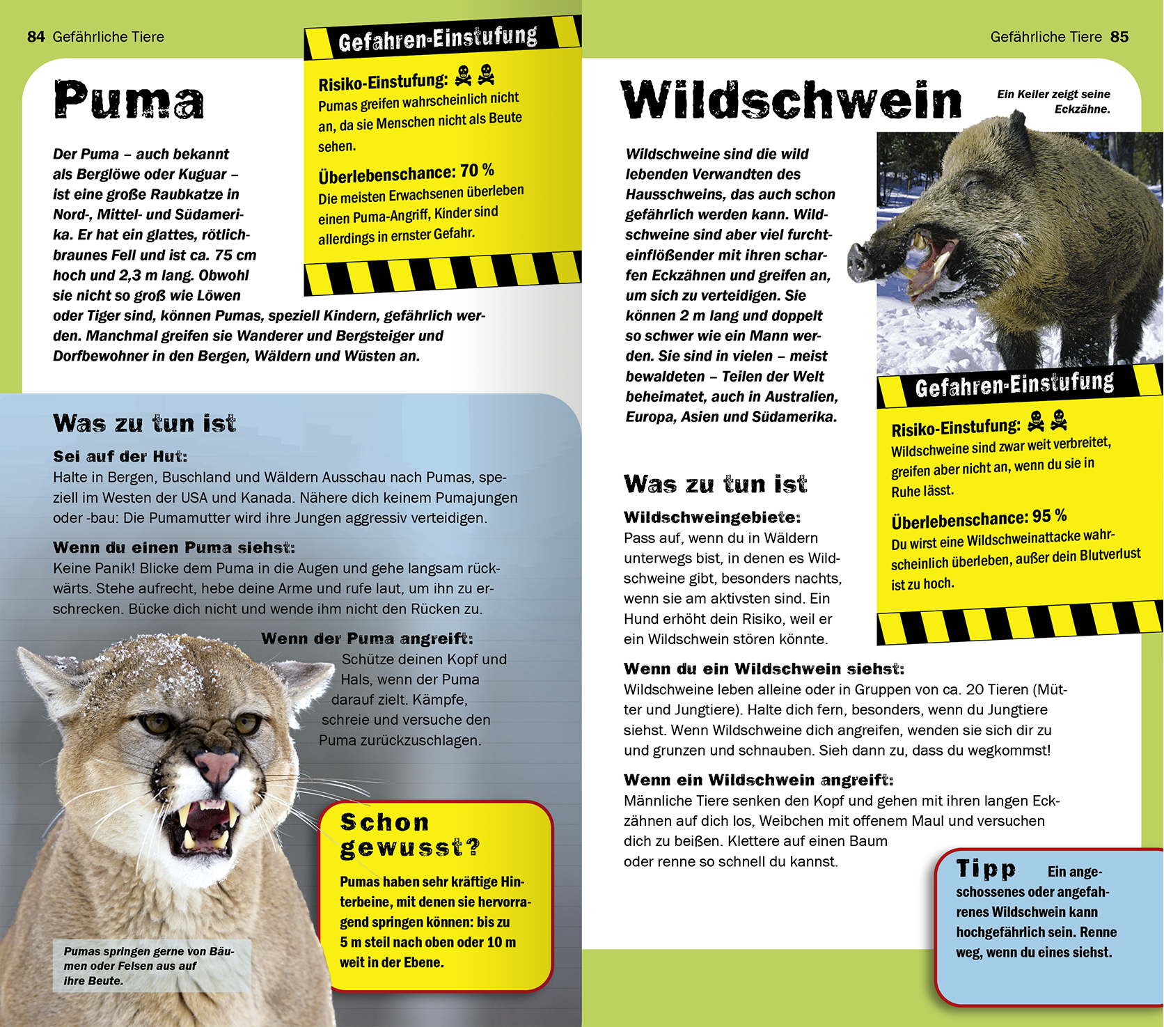 Gezeigt wird eine Innen- oder Zusatzansicht von „Die 100 gefährlichsten Dinge der Welt“. Die Seite enthält zwei nebeneinander stehende Abschnitte über gefährliche Tiere: Puma und Wildschwein. Der Hintergrund ist hell mit bunten Kästen in Gelb und Schwarz für Gefahrenhinweise. Die Typografie variiert zwischen großen Überschriften und übersichtlichem Fließtext. Jede Seite enthält Bilder der Tiere, die eindrucksvoll dargestellt sind, und informative Textboxen zu Risiken und...