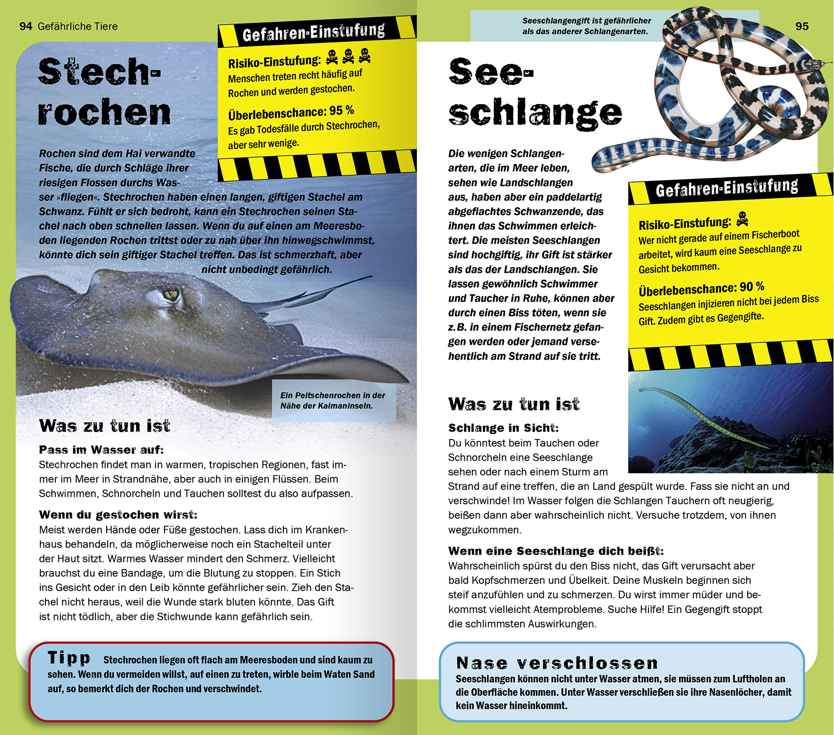 Gezeigt wird eine Innen- oder Zusatzansicht von „Die 100 gefährlichsten Dinge der Welt“. Die Seiten sind farblich in Weiß und Blau gestaltet, wobei wichtige Informationen in einem kräftigen Gelb hervorgehoben werden. Links ist eine detaillierte Abbildung eines Stechrochens zu sehen, rechts eine Ansichtszeichnung einer Seeschlange. Die Typografie ist klar und gut lesbar, mit hervorgehobenen Begriffen zur Risikobewertung und Tipps für den Umgang mit den Tieren. Die Layouts sind...