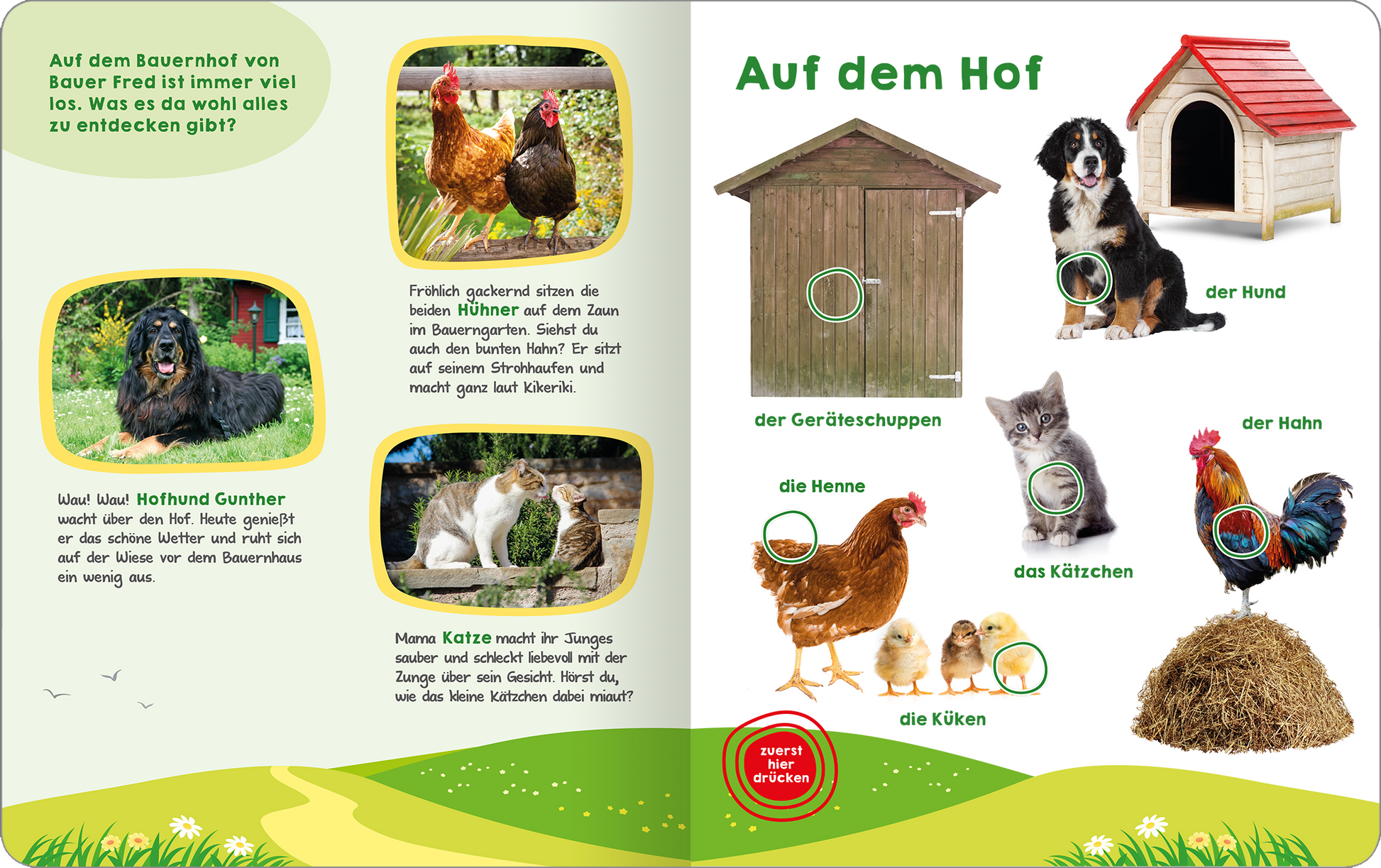 Gezeigt wird eine Innen- oder Zusatzansicht von „Mein großes Geräuschebuch – Bauernhof“. Die Seite ist farbenfroh und verspielt gestaltet. Auf der linken Seite sind Bilder von Tieren, wie Hühnern und einem Hund, die in runden Rahmen angeordnet sind. Rechts befindet sich eine Darstellung eines Geräteschuppens, umgeben von weiteren Tieren. Die Schrift ist groß und klar, mit grünen und roten Akzenten. Die Illustrationen sind lebhaft und laden zum Entdecken ein.