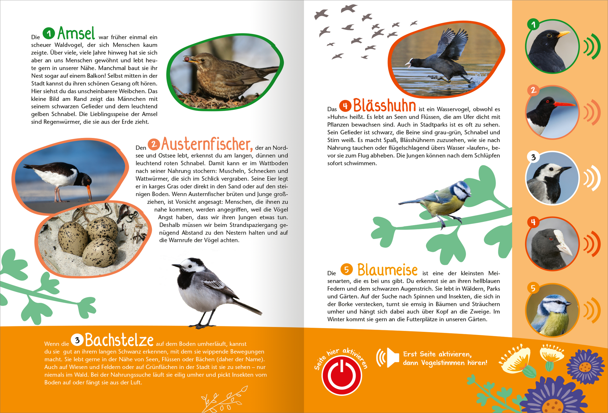 Gezeigt wird eine Innen- oder Zusatzansicht von „Mein großes Soundbuch Vögel“. Die doppelseitige Gestaltung umfasst farbenfrohe Illustrationen von Vögeln, darunter die Amsel, den Austernfischer, den Bläßhhuhn und die Blau- und Bachstelze. Jeder Vogel ist in einem ovalen Rahmen abgebildet, begleitet von kurzen, informativen Texten in klarer, gut lesbarer Typografie. Die Farbpalette reicht von sanften Grüntönen bis zu lebhaften Orange- und Blauschattierungen, die die ansprechende und...