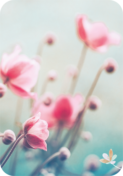 Gezeigt wird eine Innen- oder Zusatzansicht von „Ich wünsch dir was“. Die Abbildung zeigt sanft verwischte, blühende rosa Blumen in einem zarten, pastelligen Farbton. Der Hintergrund ist in einem hellen, aquarellartigen Blau gehalten, was eine ruhige und harmonische Atmosphäre schafft. Die Typografie ist elegant und leicht lesbar, was den Gesamteindruck der sanften Ästhetik unterstreicht.