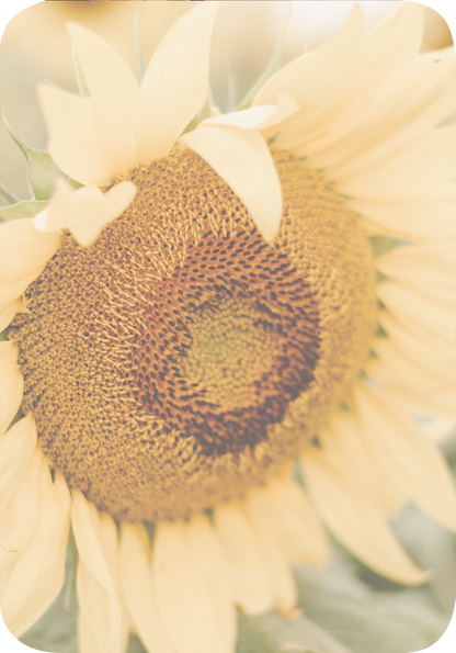 Gezeigt wird eine Innen- oder Zusatzansicht von „Weisheiten für die Seele“. Die Abbildung zeigt eine detailreiche Darstellung einer Sonnenblume mit einem warmen, sanften Gelbton. Die Blütenblätter sind weich und harmonisch angeordnet, während das innere Raster eine interessante Textur mit dunklen Punkten aufweist. Die gesamte Komposition strahlt Ruhe und positive Energie aus, unterstützt durch eine leicht verschwommene Hintergrundgestaltung, die das Hauptmotiv sanft akzentuiert.
