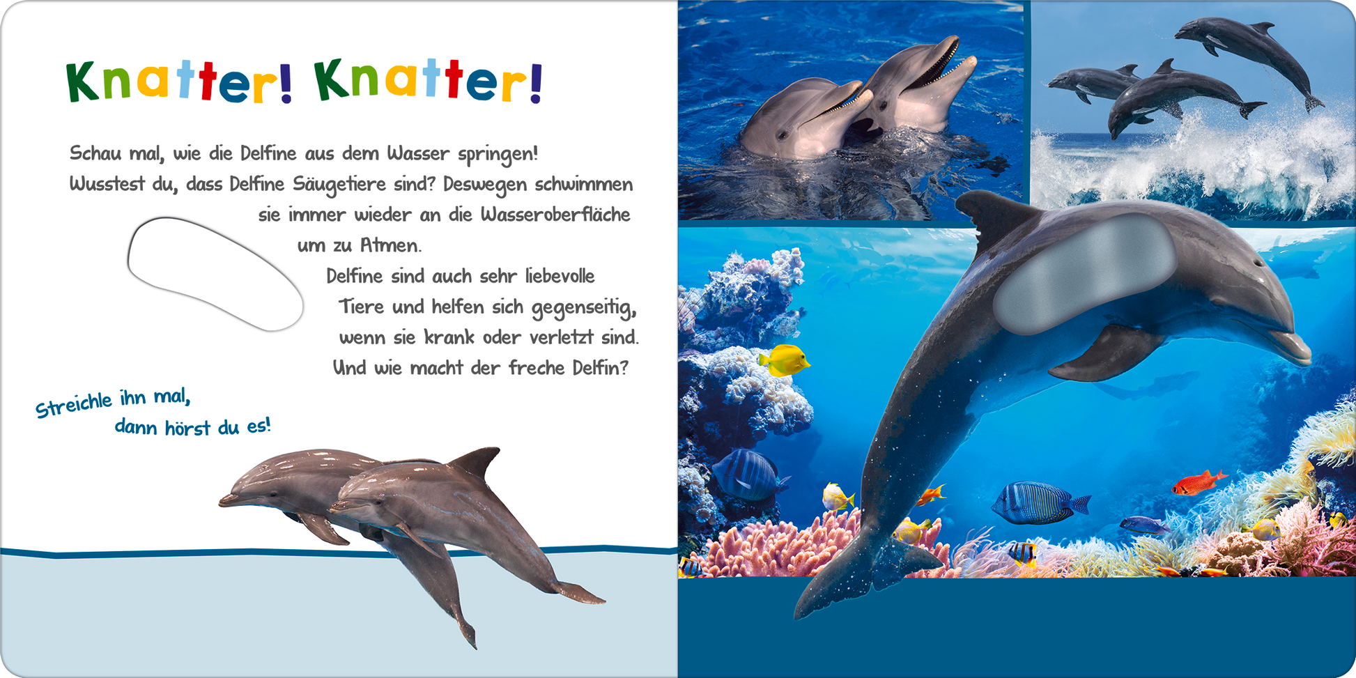 Gezeigt wird eine Innen- oder Zusatzansicht von „Hör mal rein, wer kann das sein? – Im Ozean“. Die Seite enthält helle, ansprechende Farben mit einem vorwiegend blauen Hintergrund, der die Ozeanwelt widerspiegelt. Ein großes Bild eines Delfins ist auf der linken Seite abgebildet, umgeben von bunten Grafiken. Der Text in freundlicher, kindgerechter Typografie schließt Aufforderungen und spannende Informationen über Delfine ein, wobei die Worte „Knatter! Knatter!“ hervorgehoben...