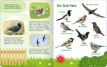 Gezeigt wird eine Innen- oder Zusatzansicht von „Mein großes Buch der Vogelstimmen“. Die Seite zeigt eine farbenfrohe Gartenlandschaft mit Illustrationen von verschiedenen Vögeln, darunter die Amsel und die Kohlmeise. Neben jedem Vogel befinden sich grüne Kreise zur Hervorhebung. Der Titel „Im Garten“ ist in einer großen, grünen Schriftart platziert. Im Bereich der linken Seite sind kurze, informative Texte zu den einzelnen Vögeln in klarer, leserlicher Schrift zu finden. Der...