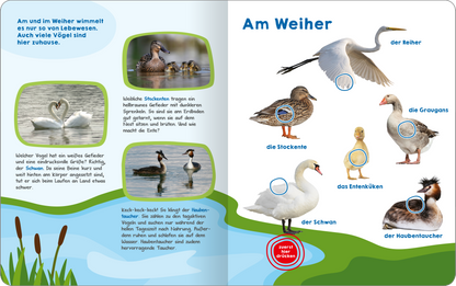 Gezeigt wird eine Innen- oder Zusatzansicht von „Mein großes Buch der Vogelstimmen“. Die Doppelseite zeigt eine bunte, kindgerechte Illustration eines Weihers, umgeben von Wasser und grüner Landschaft. Auf der linken Seite befinden sich Bilder von verschiedenen Vögeln, wie Schwänen und Stockenten, begleitet von kurzen, informativen Texten in freundlicher, gut lesbarer Schrift. Auf der rechten Seite sind Vögel wie der Reiher und der Haubentaucher abgebildet, jeweils mit Beschriftungen...