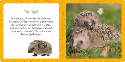 Gezeigt wird eine Innen- oder Zusatzansicht von „Soundbuch für Klitzekleine – Kleine Tiere“. Die Seite präsentiert einen hellen, orangefarbenen Hintergrund mit zahlreichen bunten Punkten. Links befindet sich der Text „Die Igel“ in grüner Schrift, gefolgt von einer kurzen Beschreibung über Igelbabys. Rechts ist ein Bild von zwei niedlichen Igeln zu sehen, die sanft nebeneinander liegen. Die Schrift ist klar und gut lesbar, passend zur ansprechenden Gestaltung für Kinder.