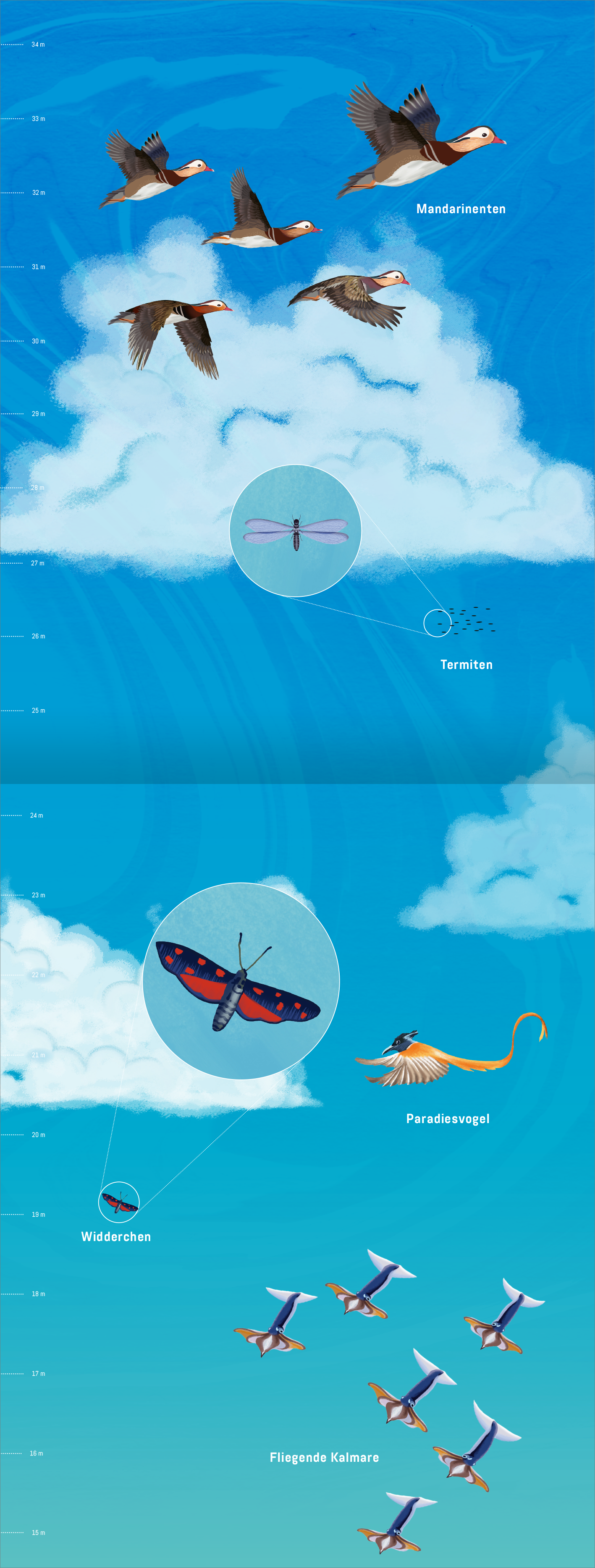 Gezeigt wird eine Innen- oder Zusatzansicht von „Hinauf ins Himmelblau“. Die Illustration präsentiert verschiedene Vögel und Insekten vor einem strahlend blauen Himmel. Oben fliegen Meer- und Landvögel, während im unteren Bereich ein Schmetterling und eine Wasserkäfer-Illustration hervorgehoben sind. Die Farben sind lebhaft, mit kräftigem Blau und sanften Weißtönen für die Wolken. Die Typografie ist klar verständlich, mit informativen Beschriftungen zu den dargestellten Tieren.