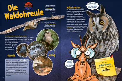 Gezeigt wird eine Innen- oder Zusatzansicht von „Jetzt verstehe ich die Tiere des Waldes“. Die Seite zeigt eine farbenfrohe und ansprechende Gestaltung mit verschiedenen Illustrationen der Waldohreule in Aktion. Diese sind umrahmt von informativen Texten in klarer, gut lesbarer Typografie, die in einem mix aus Blau- und Gelbtönen gehalten sind. Grafische Elemente wie Sprechblasen und Bilder von Eulennestern und -krallen ergänzen die Inhalte und machen das Layout lebendig und...