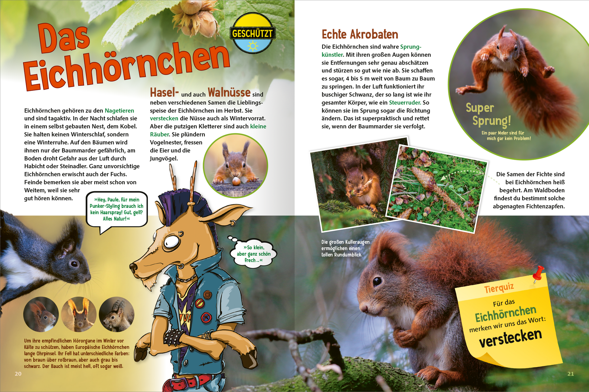 Gezeigt wird eine Innen- oder Zusatzansicht von „Jetzt verstehe ich die Tiere des Waldes“. Die Seite ist farbenfroh gestaltet mit einer Mischung aus grünen und braunen Tönen, die den Wald darstellen. Auf der linken Seite befindet sich ein großes, auffälliges Bild eines Eichhörnchens sowie eine Illustration eines Tiers, das ein Hemd trägt, daneben steht der Titel „Das Eichhörnchen“ in großer roter Schrift. Auf der rechten Seite sind zusätzliche Bilder von Eichhörnchen und eine...