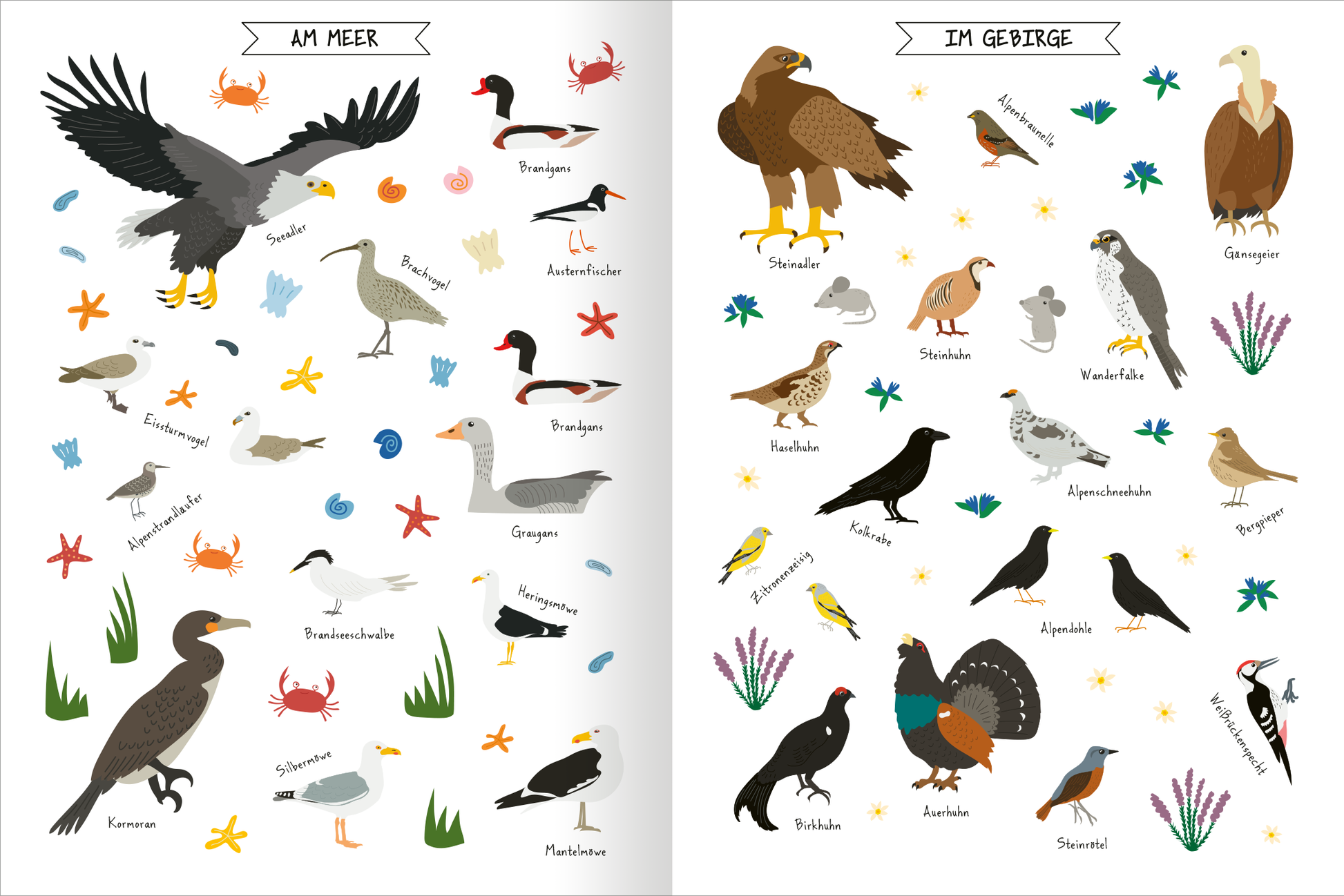Gezeigt wird eine Innen- oder Zusatzansicht von „Naturforscher-Kids – Stickerheft Vögel“. Die Doppelseite wird durch zwei Bereiche „Am Meer“ und „Im Gebirge“ unterteilt. Links sind verschiedene Vögel in sanften Farben wie Grau, Schwarz und Blau dargestellt, umgeben von bunten Motiven wie Seesternen und Krabben. Rechts sind Gebirgs-Vögel in Erdtönen abgebildet, ergänzt durch Blumenillustrationen. Die klare, kindgerechte Schriftart sorgt für gute Lesbarkeit der...