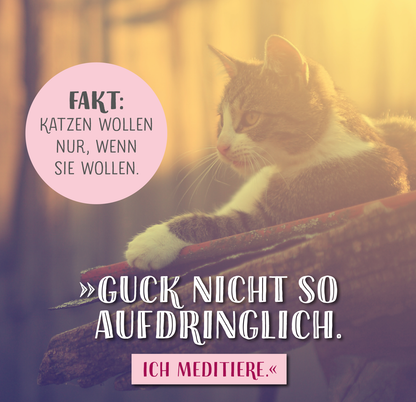 Gezeigt wird eine Innen- oder Zusatzansicht von „Die ganze Wahrheit über deine Katze“. Die Abbildung zeigt eine entspannte Katze im Profil, die auf einem Holzstamm sitzt. Im Hintergrund ist eine sanfte, warme Lichtstimmung zu sehen. Links oben befindet sich ein runder, rosa Rahmen mit dem Text „FAKT: KATZEN WOLLEN NUR, WENN SIE WOLLEN.“ In der unteren rechten Ecke steht in verspielter, weißer Schrift der Satz „GUCK NICHT SO AUFDRINGLICH. ICH MEDITIERE.“