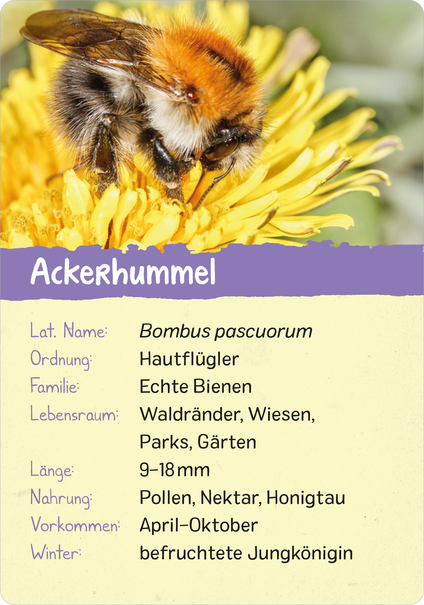 Gezeigt wird eine Innen- oder Zusatzansicht von „Naturforscher-Kids – Insekten“. Die Abbildung zeigt eine Ackerhummel auf einer gelben Blüte. Im oberen Bereich ist der Titel „Ackerhummel“ in violetter Schrift platziert. Darunter befinden sich Informationen wie lat. Name, Ordnung, Familie und Lebensraum in klar lesbarer Schrift. Der Hintergrund ist freundlich gestaltet, mit einer harmonischen Farbkombination aus Gelb und Violett, die gut zur Thematik des Insekts passt.