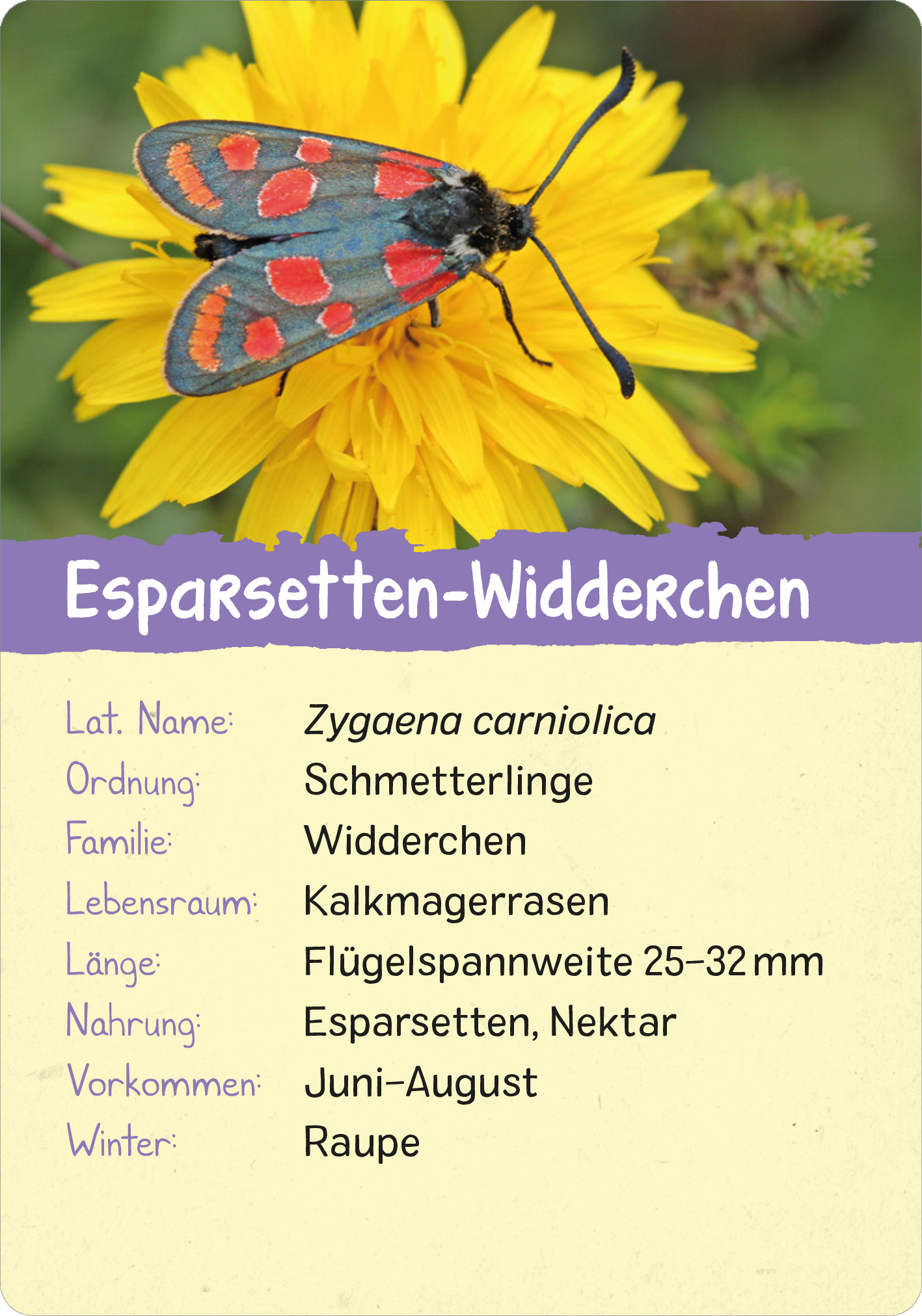 Gezeigt wird eine Innen- oder Zusatzansicht von „Naturforscher-Kids – Insekten“. Die Darstellung zeigt ein buntes, illustriertes Schmetterlingsexemplar auf einer gelben Blüte. Im unteren Bereich befindet sich ein hellbeiger Kasten mit lila Hintergrund, der die Informationen zum „Esparsetten-Widderchen“ auflistet. Die Schrift ist gut lesbar, mit klaren Überschriften und Aufzählungen, die die lateinischen Informationen sowie das Erscheinungsbild und den Lebensraum des Schmetterlings...
