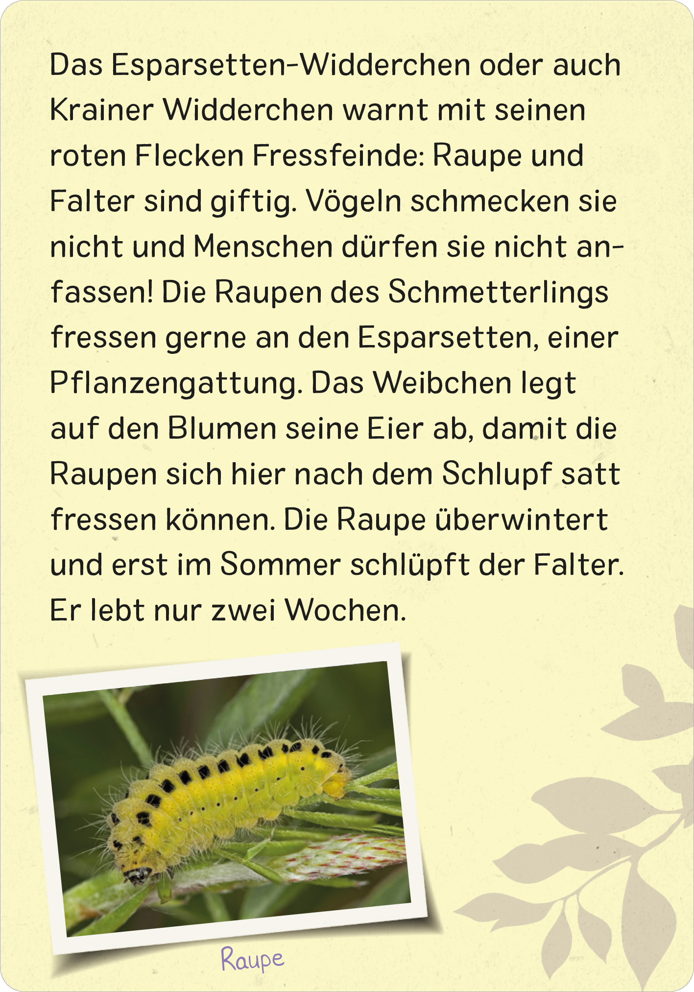 Gezeigt wird eine Innen- oder Zusatzansicht von „Naturforscher-Kids – Insekten“. Der Hintergrund in sanftem Gelb wird von subtilen Pflanzenmotiven umrahmt. Die schwarze Typografie ist klar und gut lesbar, während der Text wichtige Informationen über das Esparsetten-Widderchen und seine Raupen enthält. Ein Bild einer grünen Raupe mit schwarzen Punkten ist unten abgebildet, das den Fokus auf die mit der Textinformation verbundenen Insekten bringt.