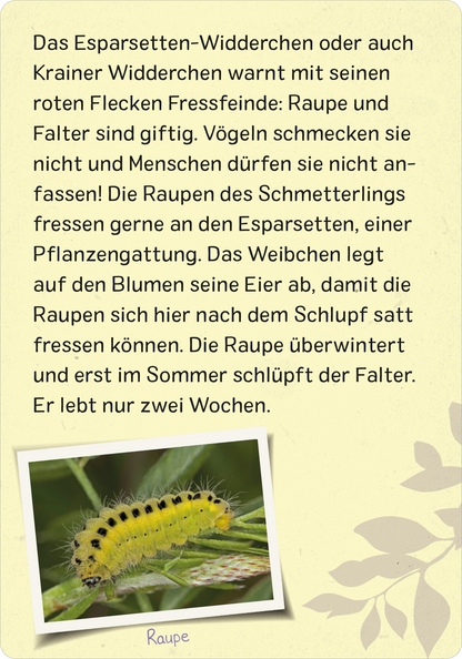 Gezeigt wird eine Innen- oder Zusatzansicht von „Naturforscher-Kids – Insekten“. Der Hintergrund in sanftem Gelb wird von subtilen Pflanzenmotiven umrahmt. Die schwarze Typografie ist klar und gut lesbar, während der Text wichtige Informationen über das Esparsetten-Widderchen und seine Raupen enthält. Ein Bild einer grünen Raupe mit schwarzen Punkten ist unten abgebildet, das den Fokus auf die mit der Textinformation verbundenen Insekten bringt.