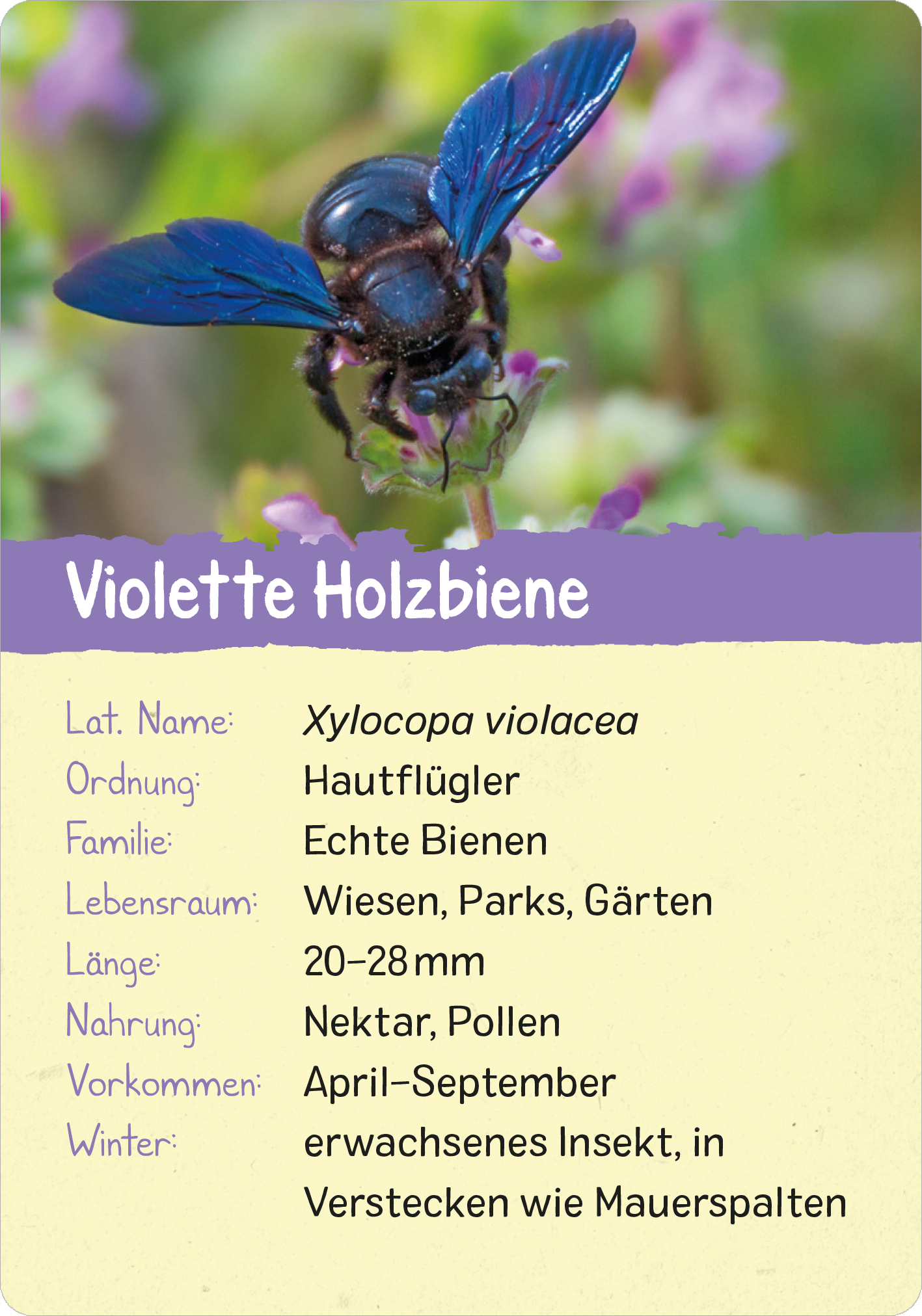 Gezeigt wird eine Innen- oder Zusatzansicht von „Naturforscher-Kids – Insekten“. Die Darstellung zeigt eine violette Holzbeiene auf einer Blüte mit kräftigen, leuchtenden Farben. Über ihr befindet sich ein lilafarbener Hintergrund, der den Text hervorhebt. Die Typografie ist verspielt und kindgerecht gestaltet, mit klaren Schriftzügen für lateinische und deutsche Bezeichnungen der Biene. Wichtige Informationen sind in Listenform strukturiert, was die Lesbarkeit unterstützt.
