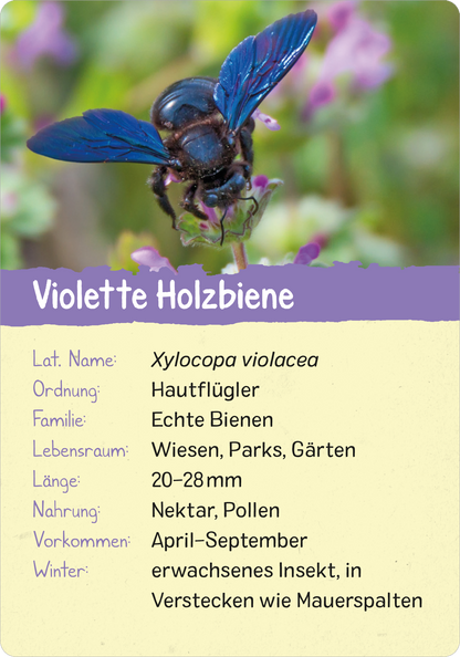 Gezeigt wird eine Innen- oder Zusatzansicht von „Naturforscher-Kids – Insekten“. Die Darstellung zeigt eine violette Holzbeiene auf einer Blüte mit kräftigen, leuchtenden Farben. Über ihr befindet sich ein lilafarbener Hintergrund, der den Text hervorhebt. Die Typografie ist verspielt und kindgerecht gestaltet, mit klaren Schriftzügen für lateinische und deutsche Bezeichnungen der Biene. Wichtige Informationen sind in Listenform strukturiert, was die Lesbarkeit unterstützt.