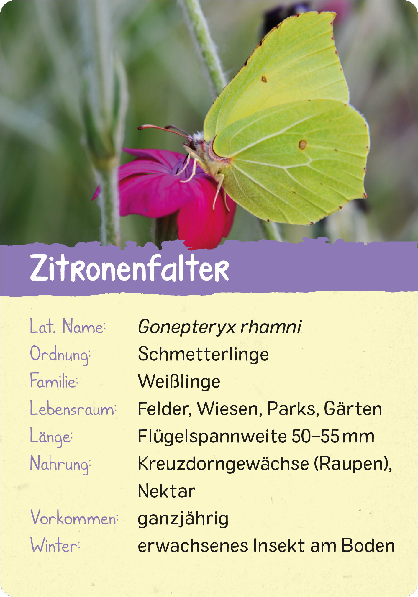 Gezeigt wird eine Innen- oder Zusatzansicht von „Naturforscher-Kids – Insekten“. Die Ansicht zeigt eine Informationskarte über den Zitronenfalter, mit einem großen Bild des Schmetterlings auf der linken Seite. Der Hintergrund ist in sanften Farben gehalten, während der Titel „Zitronenfalter“ in auffälligem Weiß auf lila Grund steht. Die Schrift ist klar und gut lesbar, begleitet von Informationen zu lateinischem Namen, Lebensraum und Nahrung auf einem hellen, einladenden...