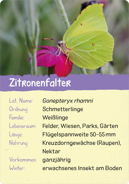 Gezeigt wird eine Innen- oder Zusatzansicht von „Naturforscher-Kids – Insekten“. Die Ansicht zeigt eine Informationskarte über den Zitronenfalter, mit einem großen Bild des Schmetterlings auf der linken Seite. Der Hintergrund ist in sanften Farben gehalten, während der Titel „Zitronenfalter“ in auffälligem Weiß auf lila Grund steht. Die Schrift ist klar und gut lesbar, begleitet von Informationen zu lateinischem Namen, Lebensraum und Nahrung auf einem hellen, einladenden...